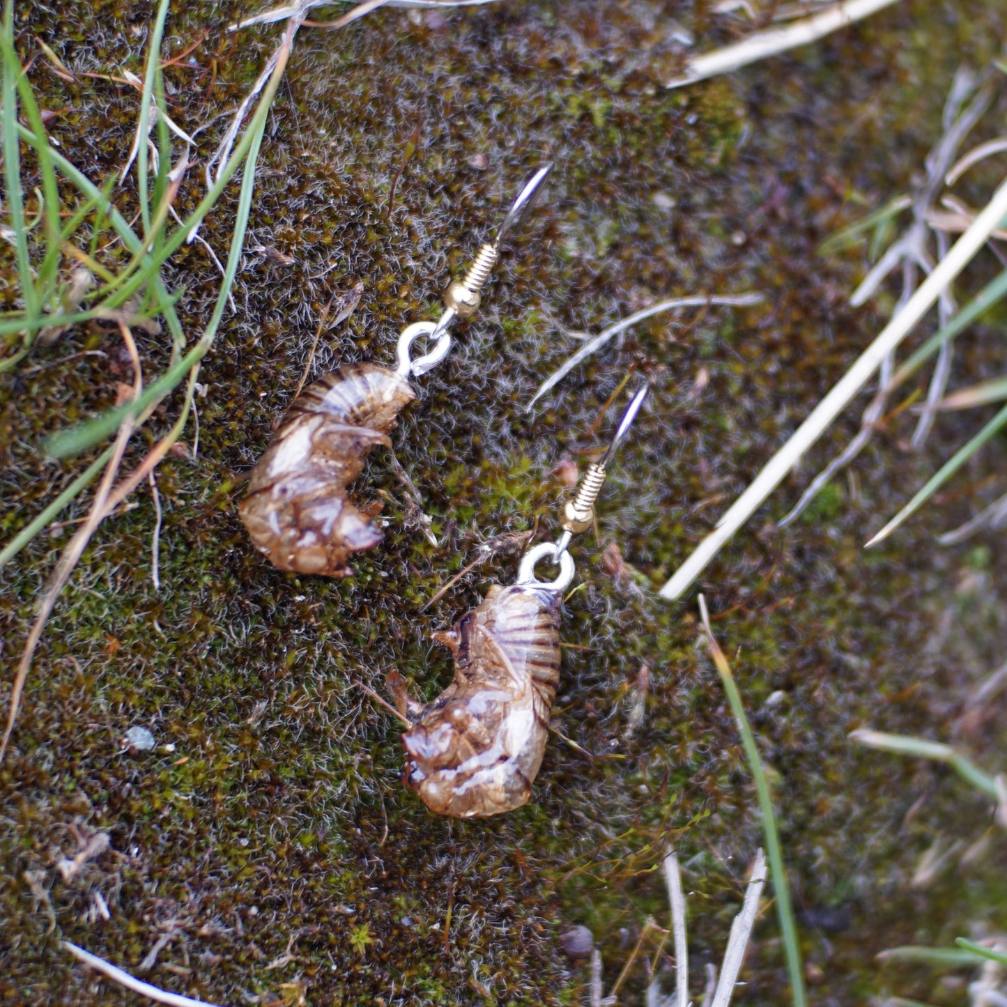 Cicada Husk Earrings
