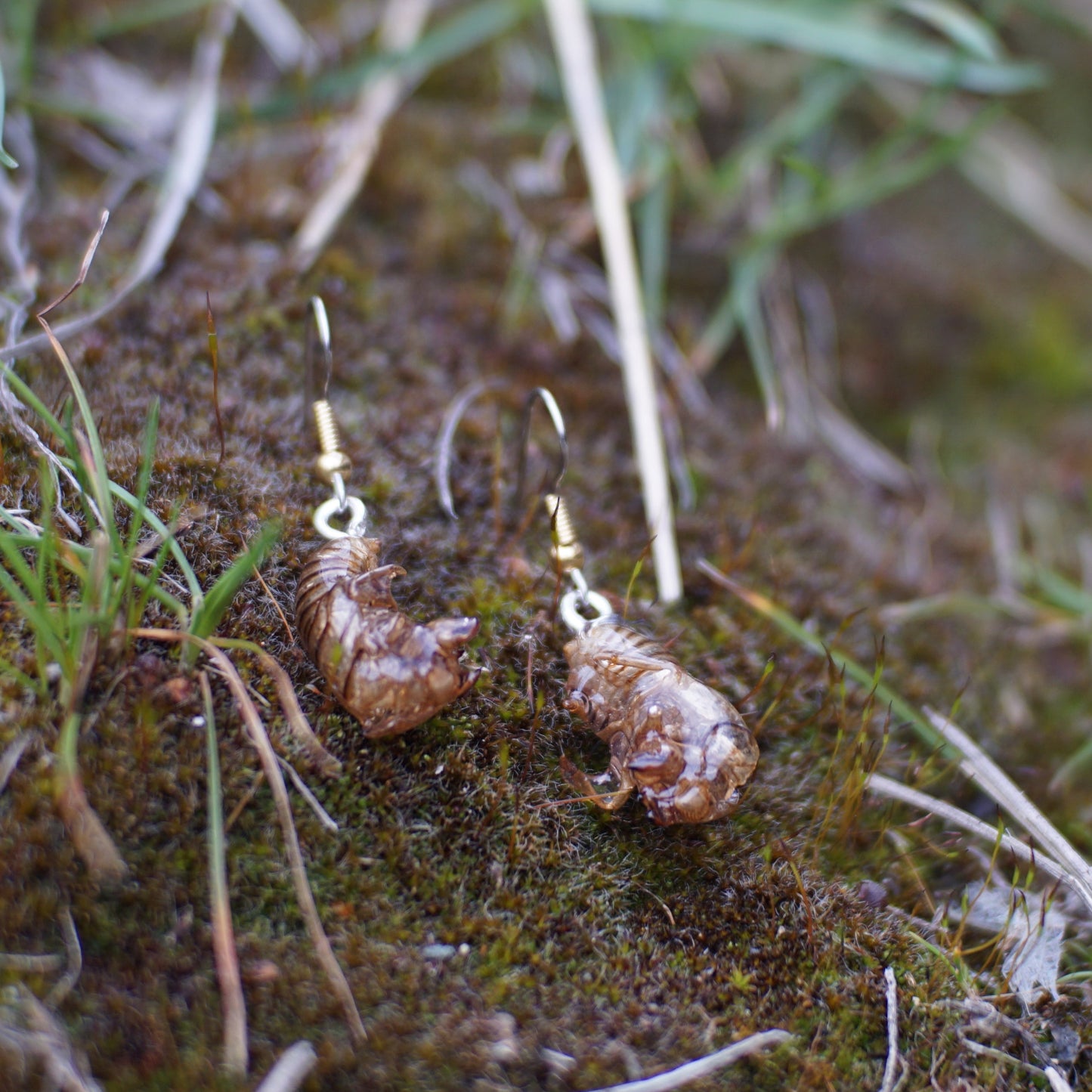 Cicada Husk Earrings