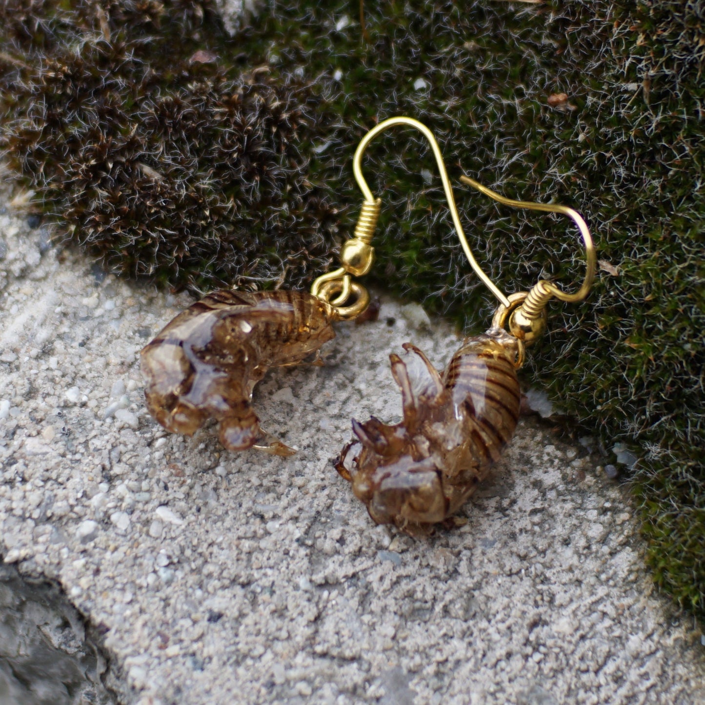 Cicada Husk Earrings