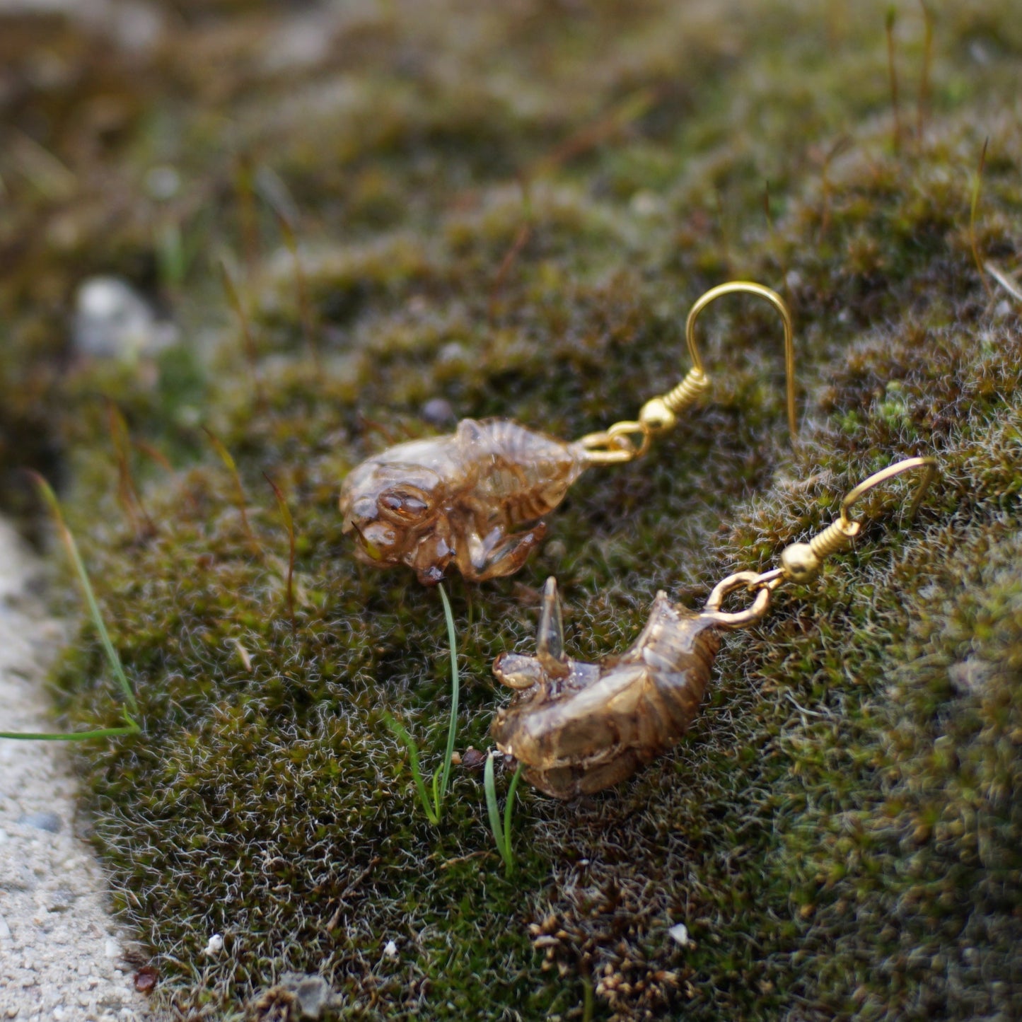 Cicada Husk Earrings
