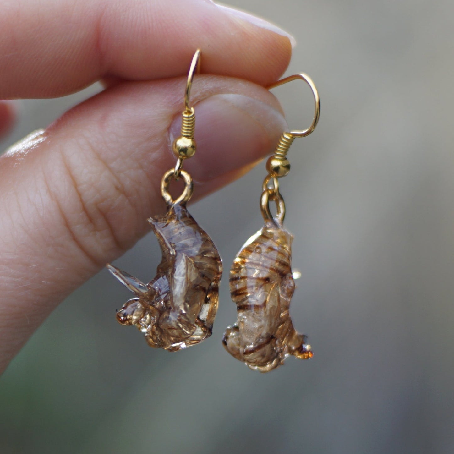 Cicada Husk Earrings