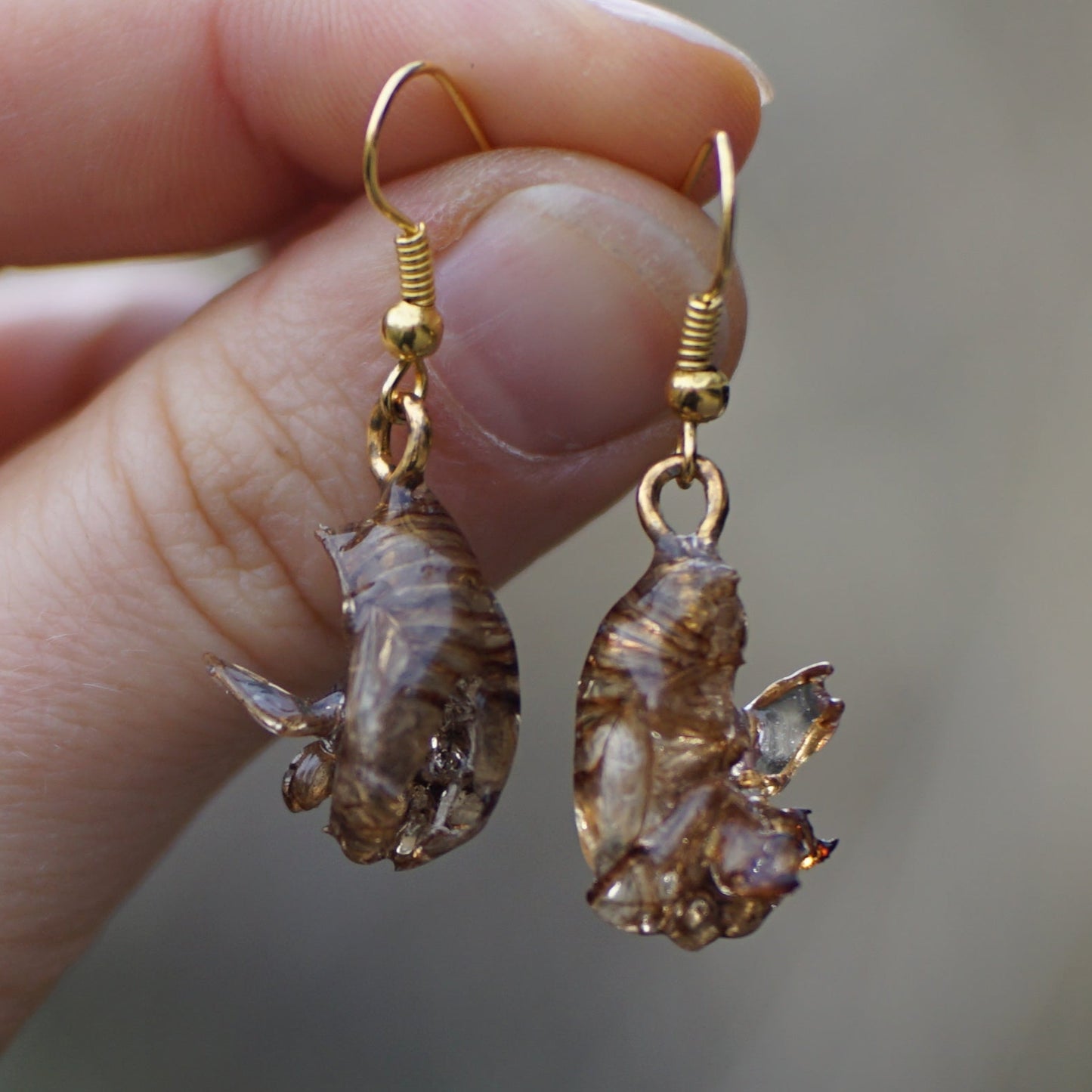 Cicada Husk Earrings