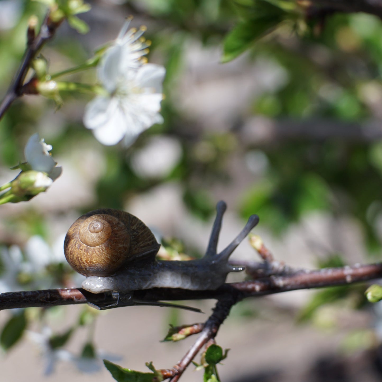 Snail Clip
