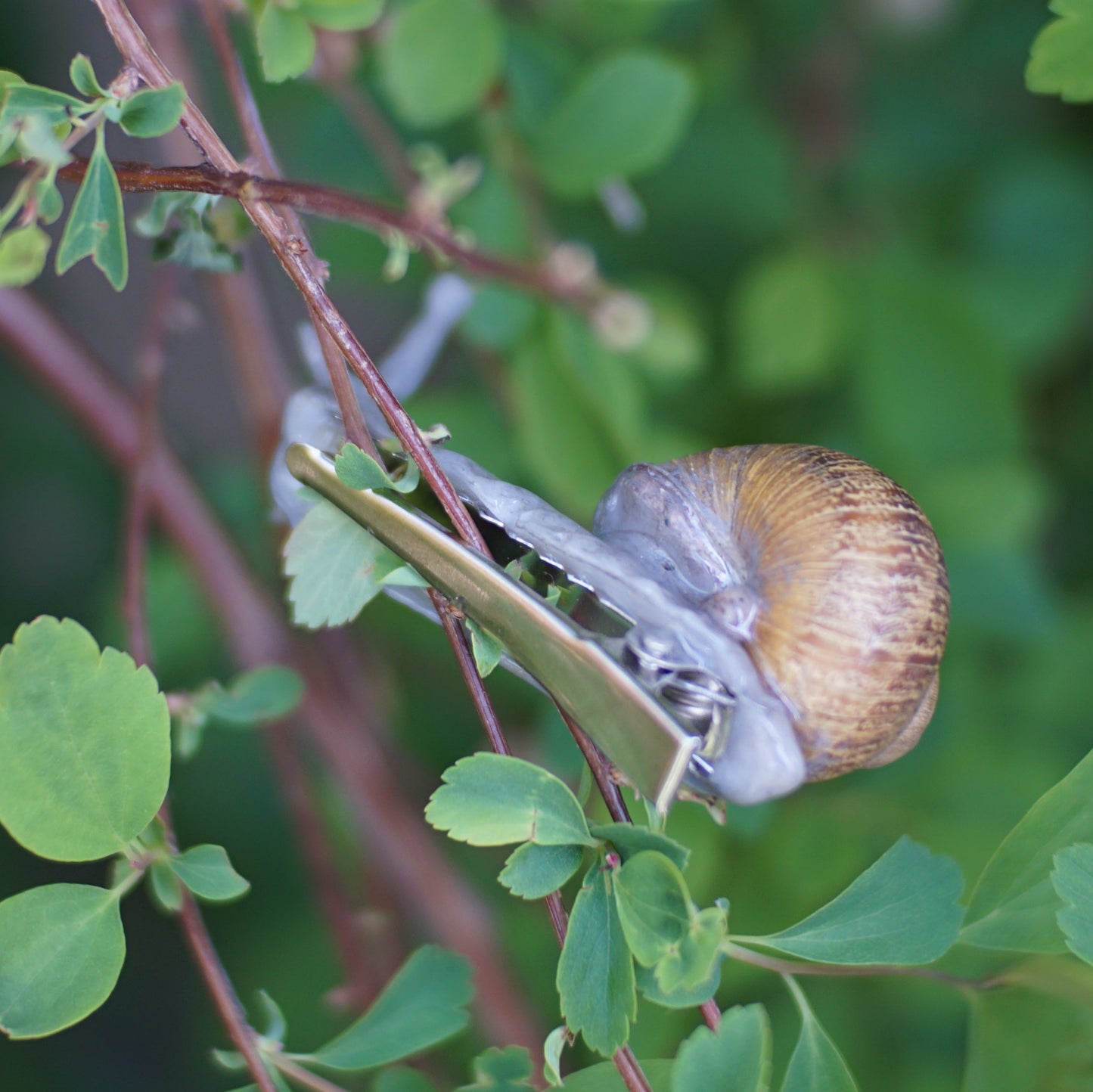 Snail Clip