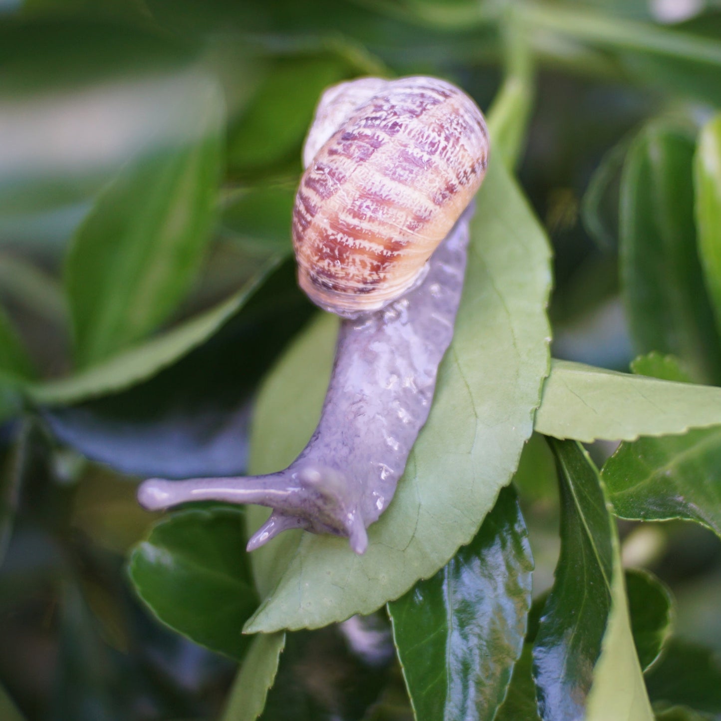 Snail Pin