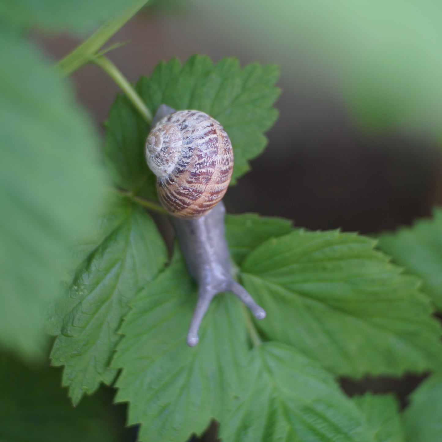 Snail Pin