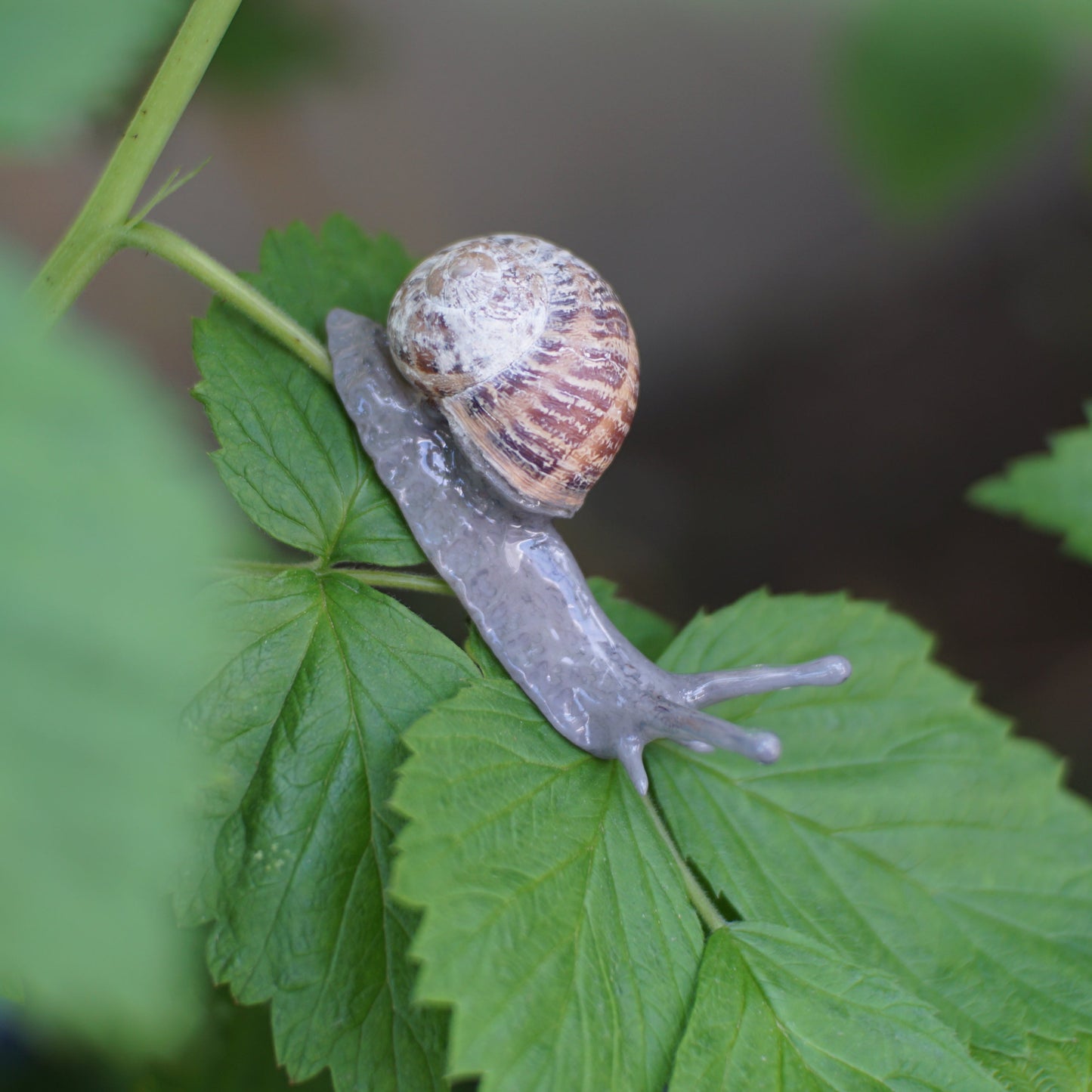 Snail Pin
