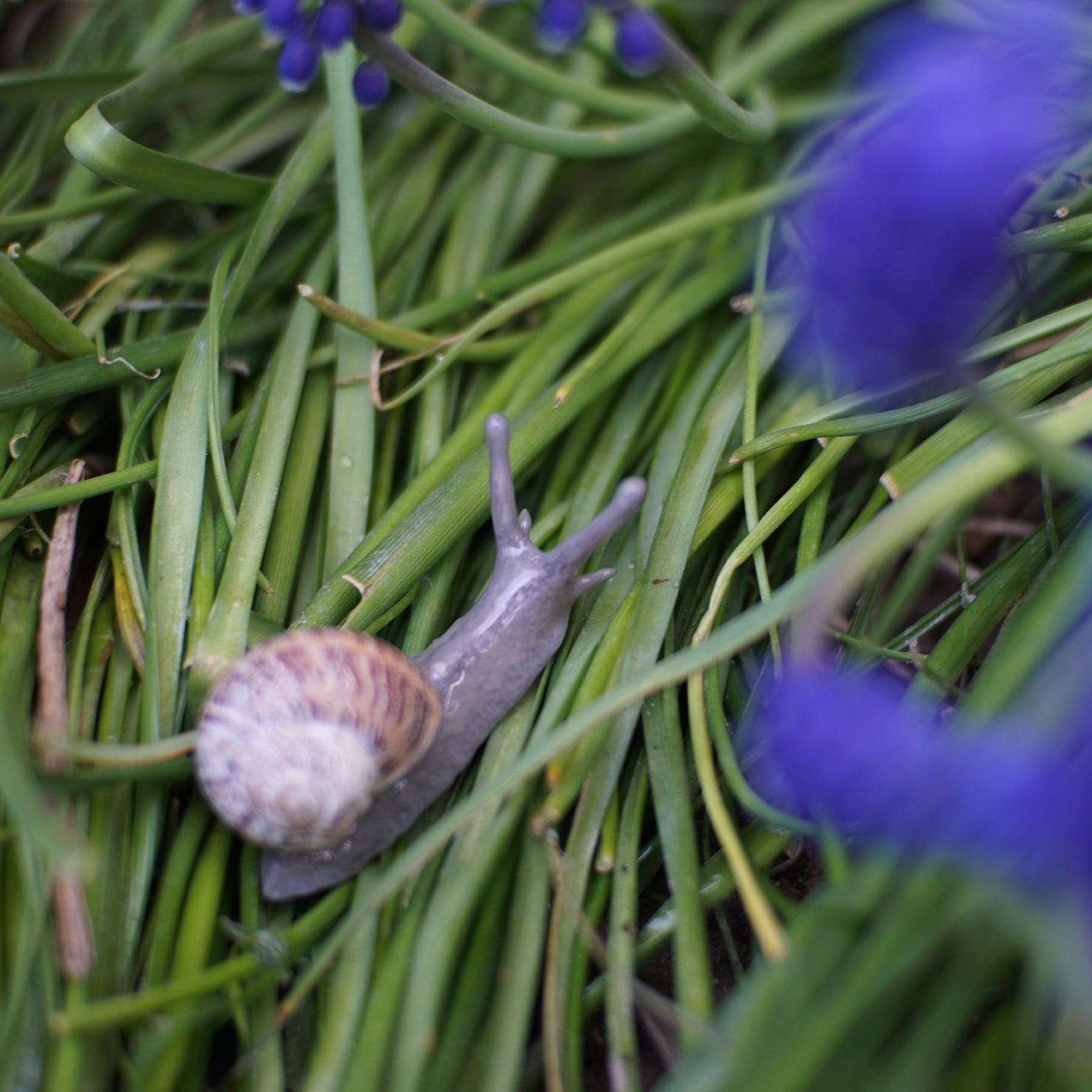 Snail Pin