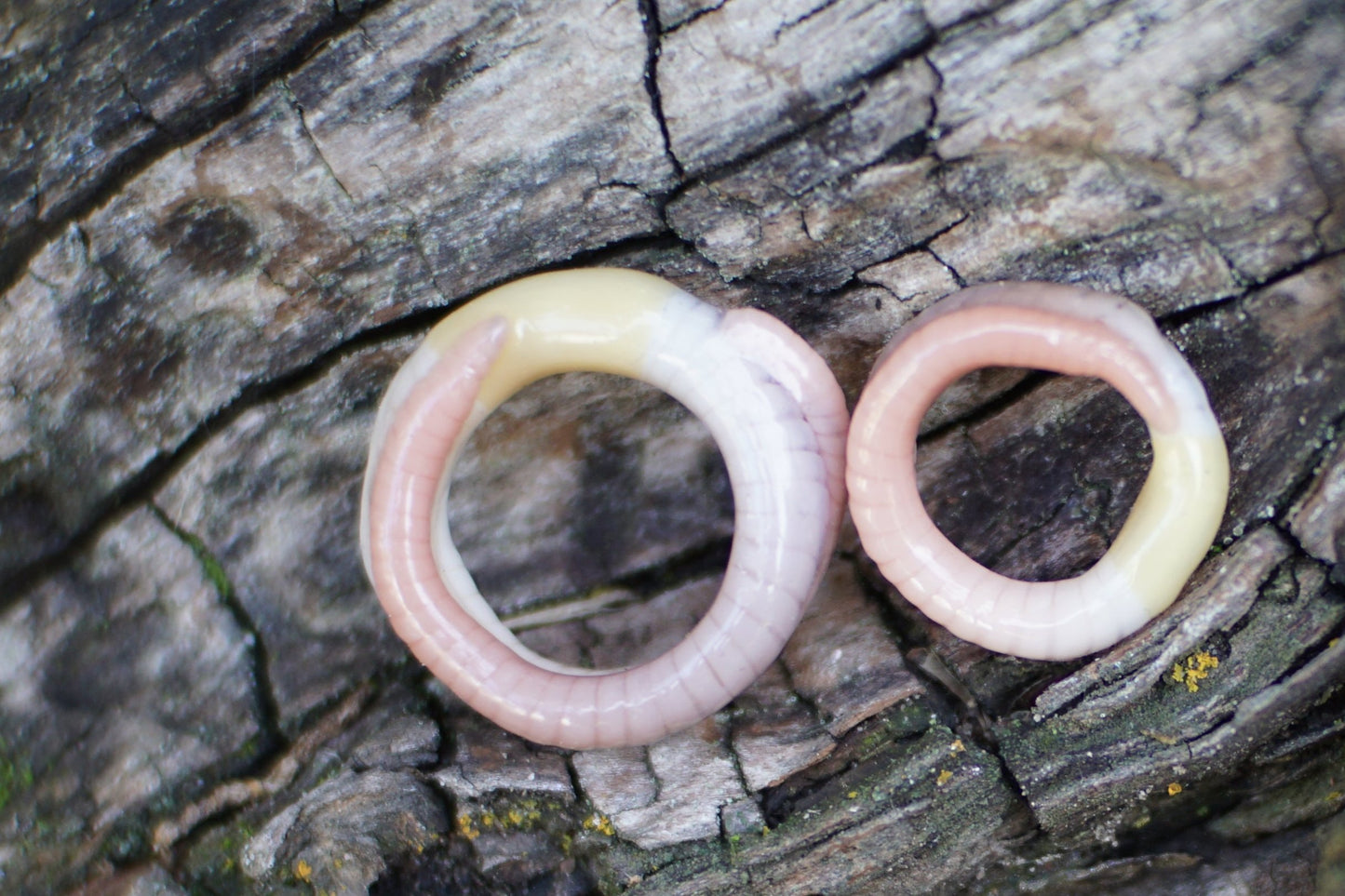 Ring Worm