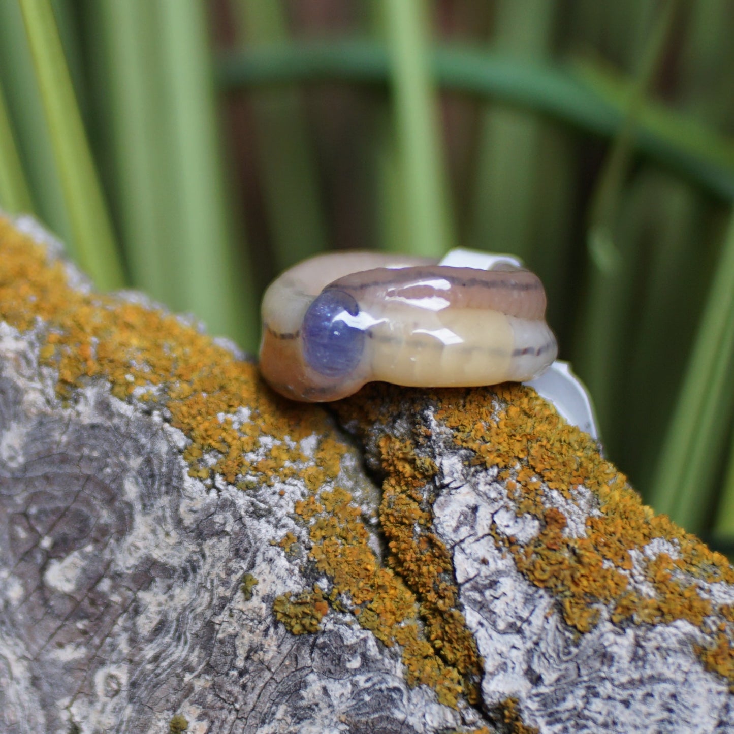 Amethyst Ring Worm