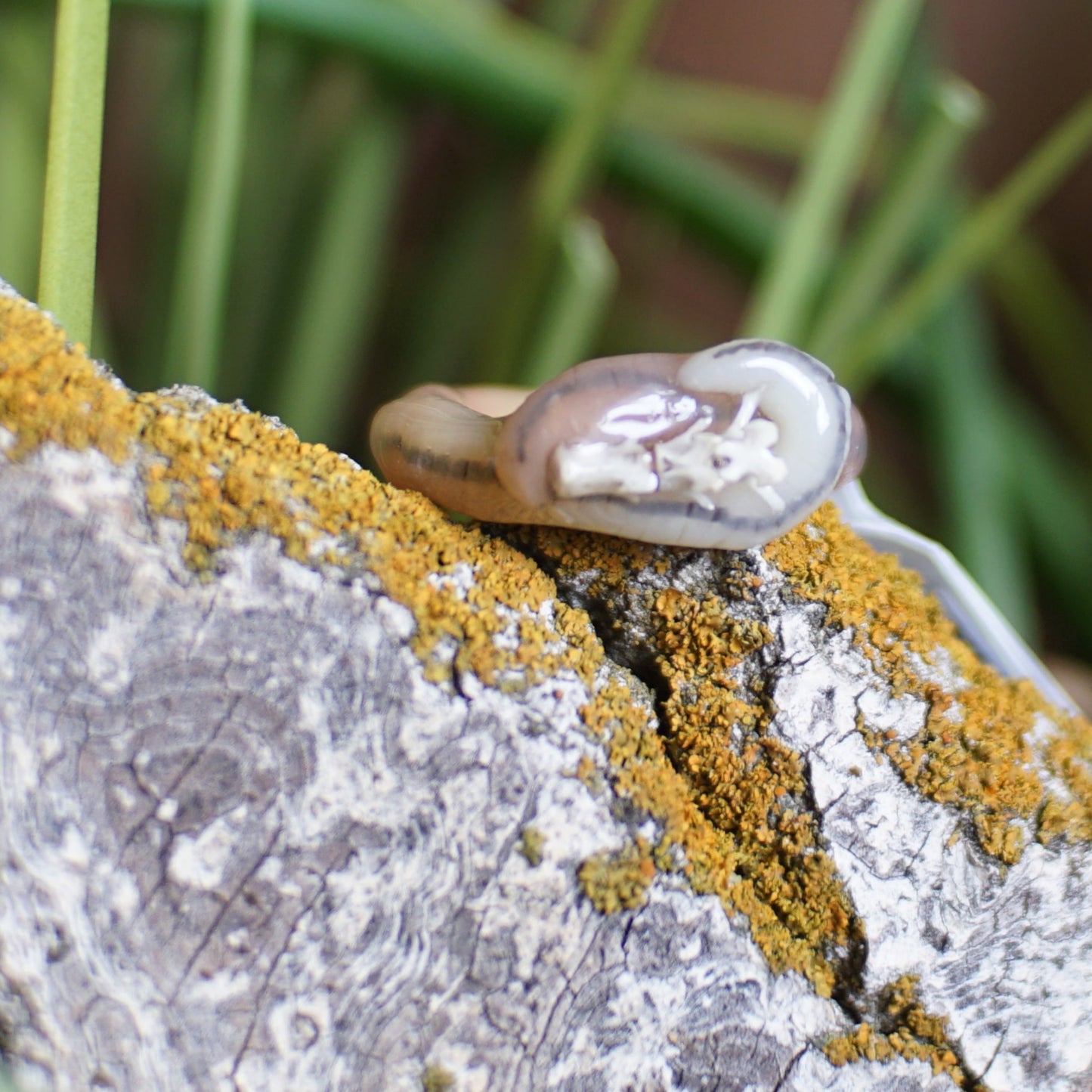 Rodent Bone Ring Worm