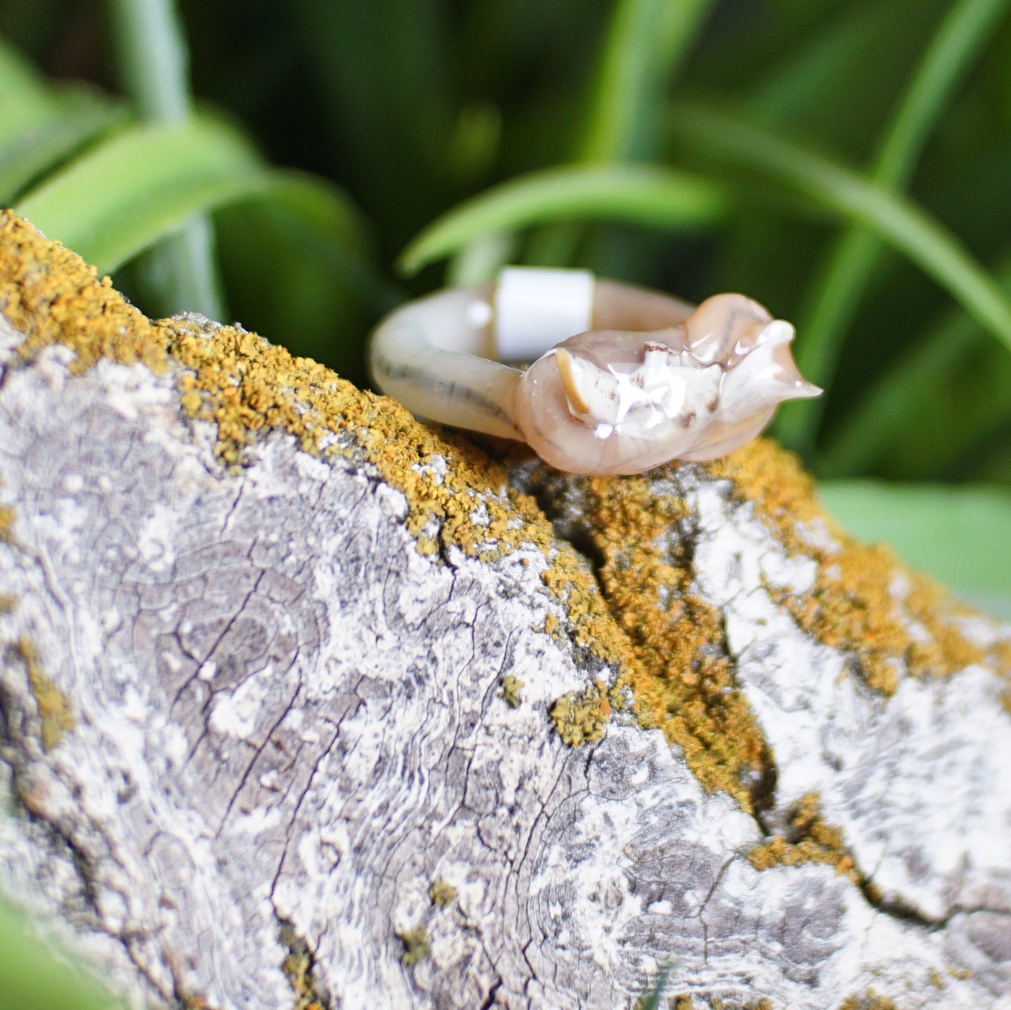 Rodent Bone Ring Worm