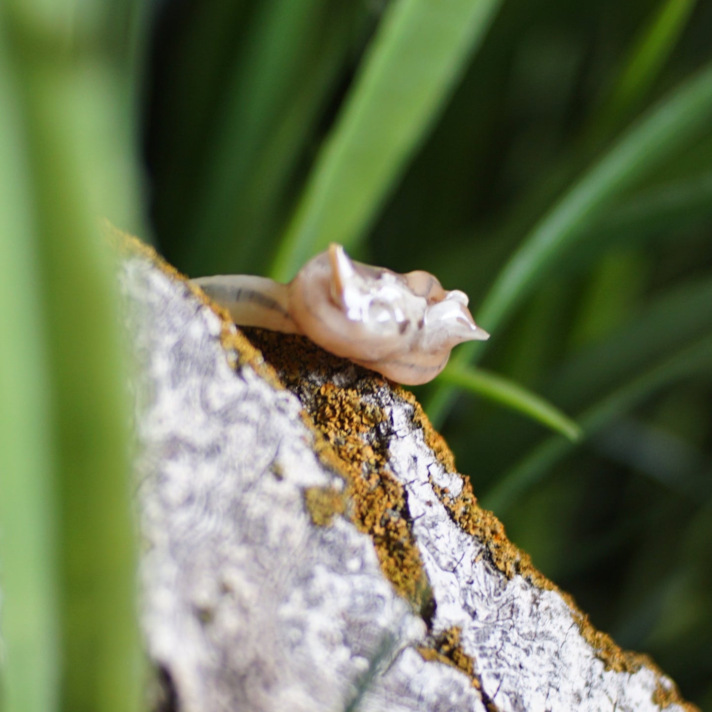 Rodent Bone Ring Worm