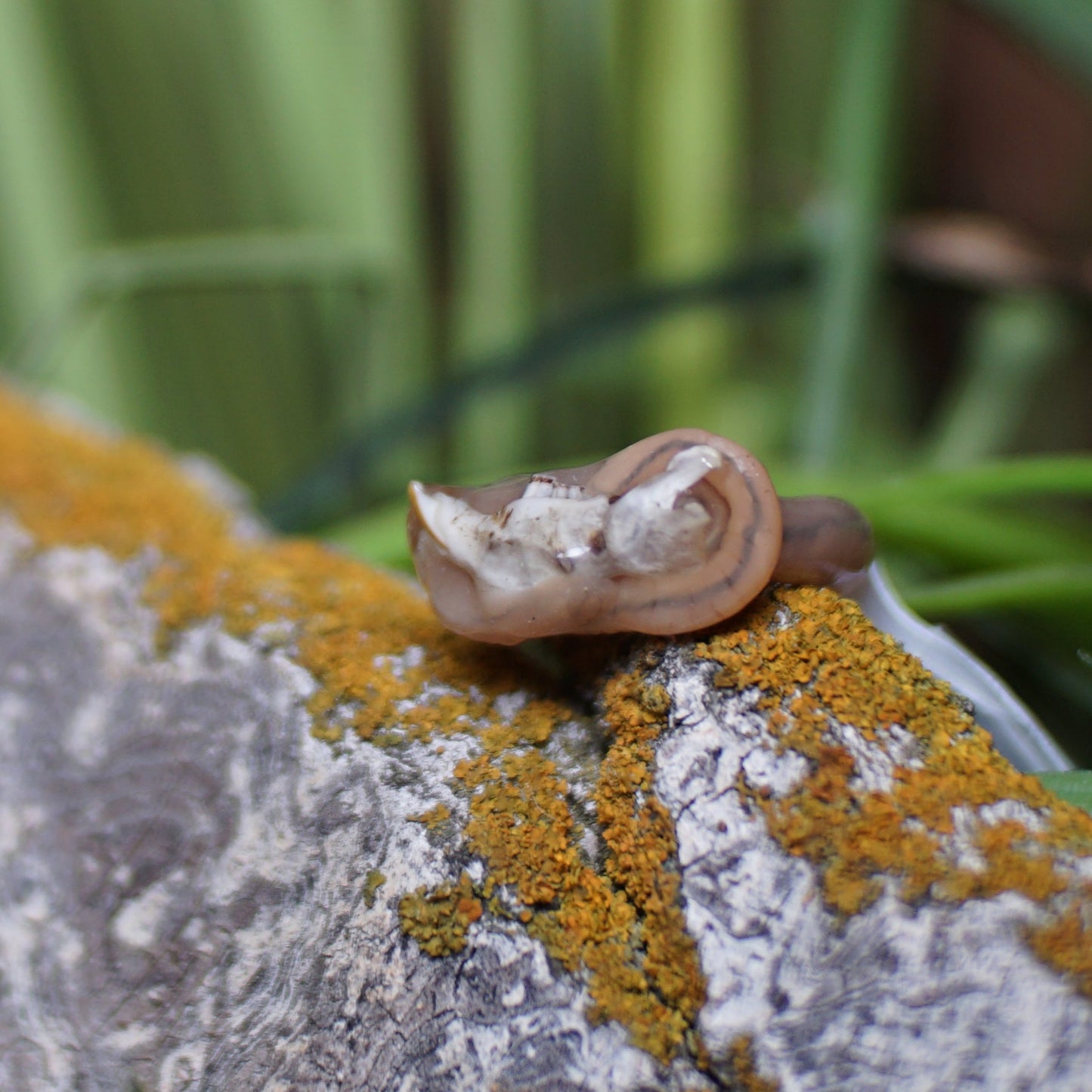 Rodent Bone Ring Worm