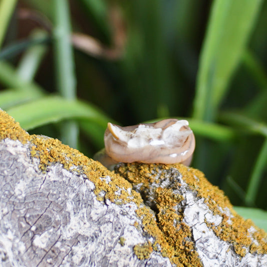 Rodent Bone Ring Worm