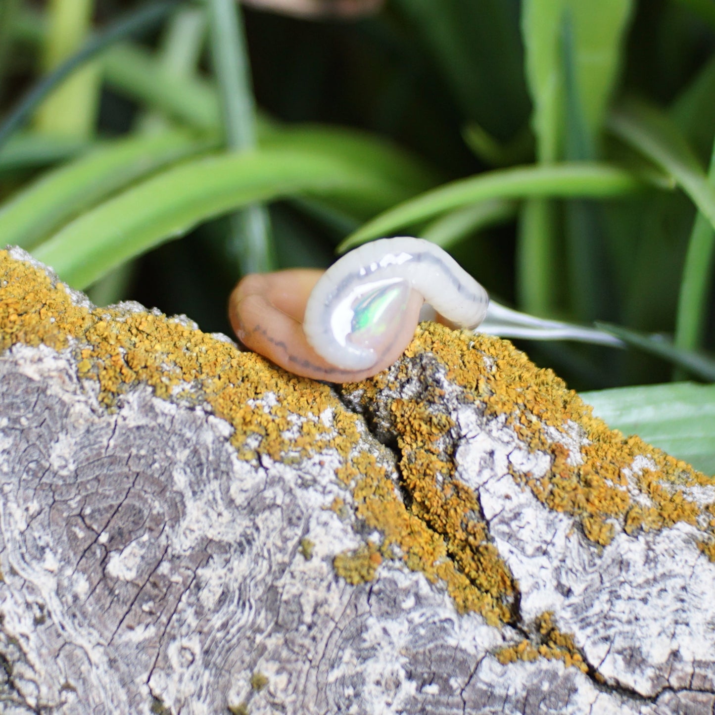 Opal Tear Drop Ring Worm