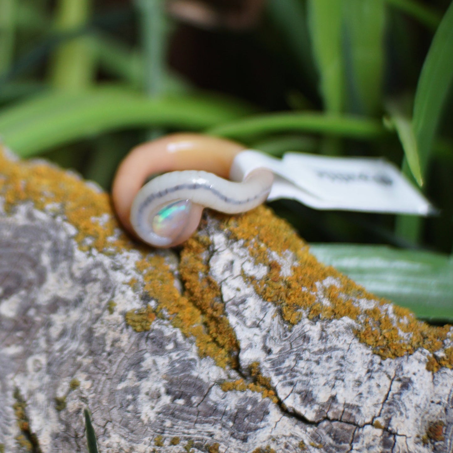 Opal Tear Drop Ring Worm