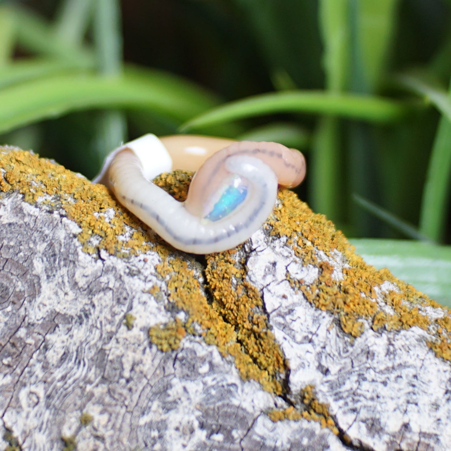 Opal Tear Drop Ring Worm