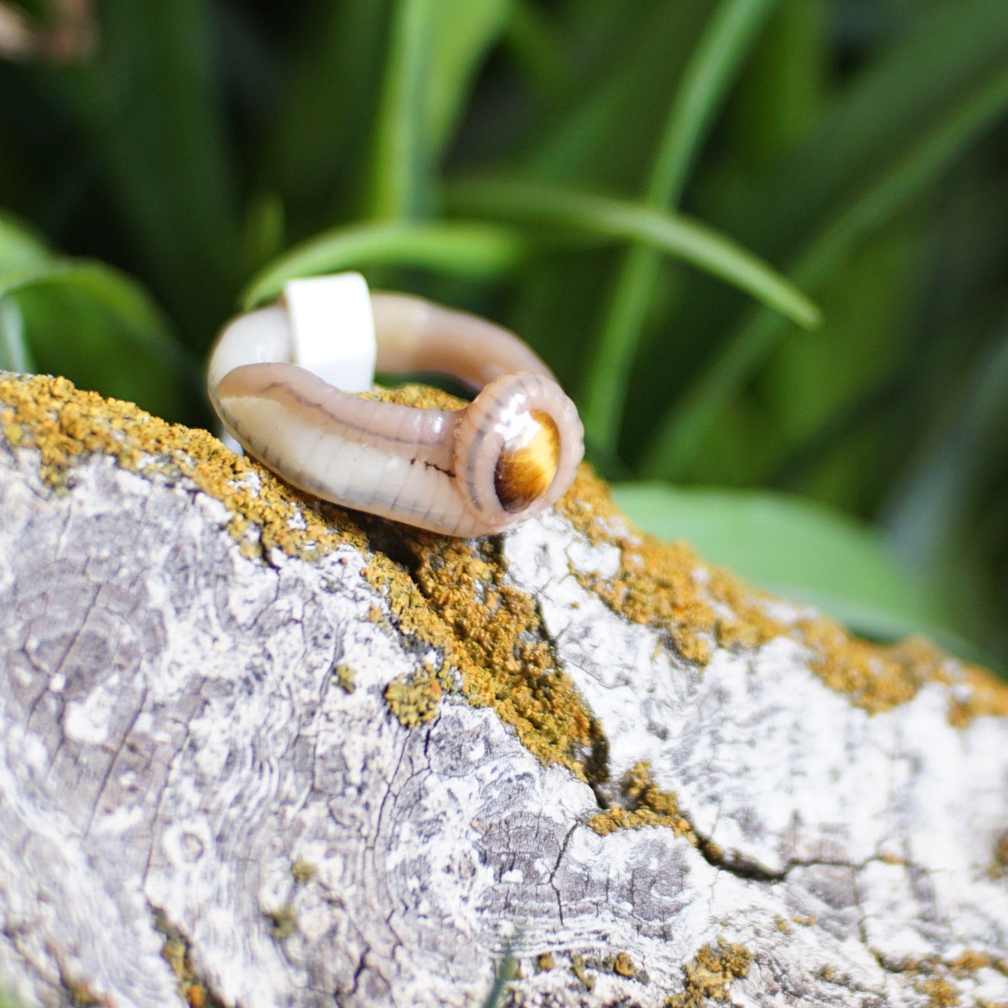 Tigers Eye Ring Worm