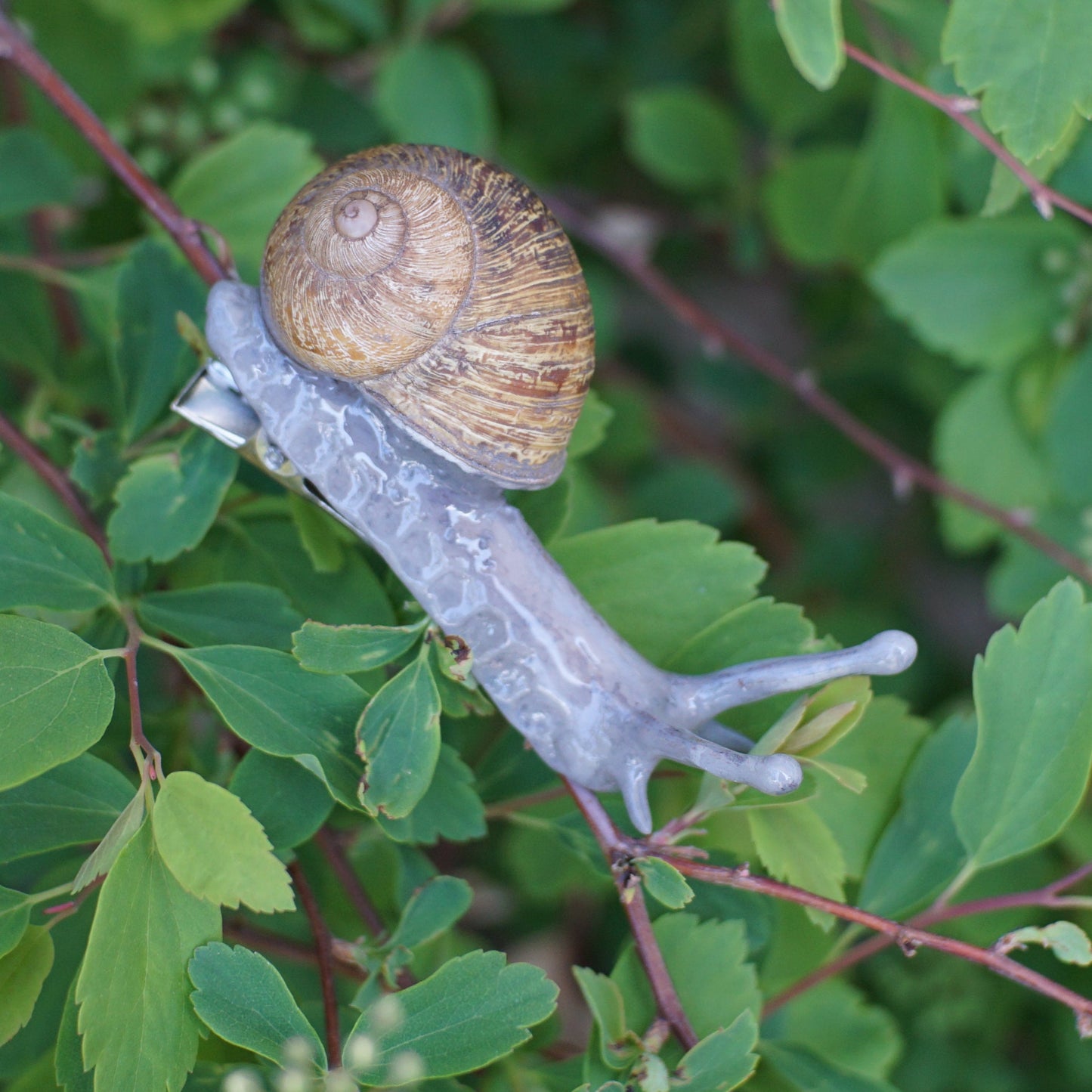 Snail Clip