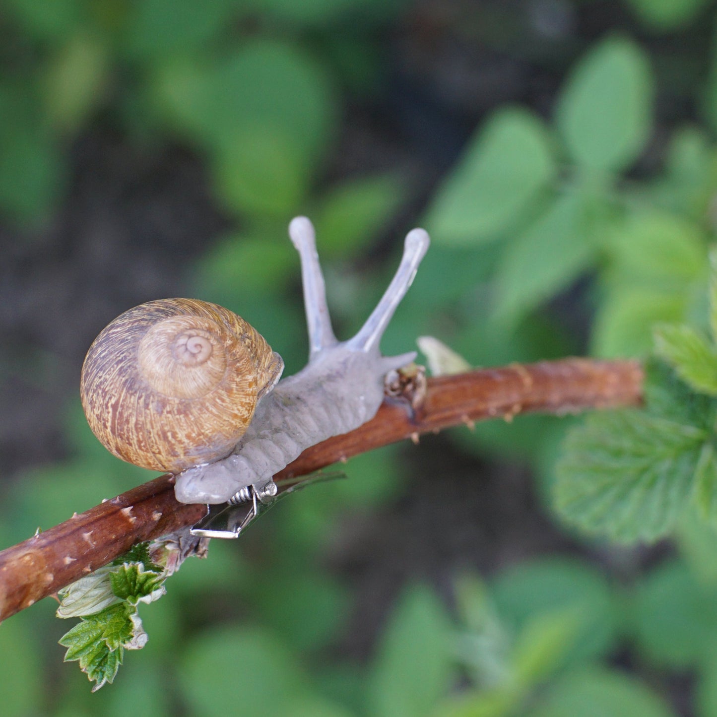 Snail Clip