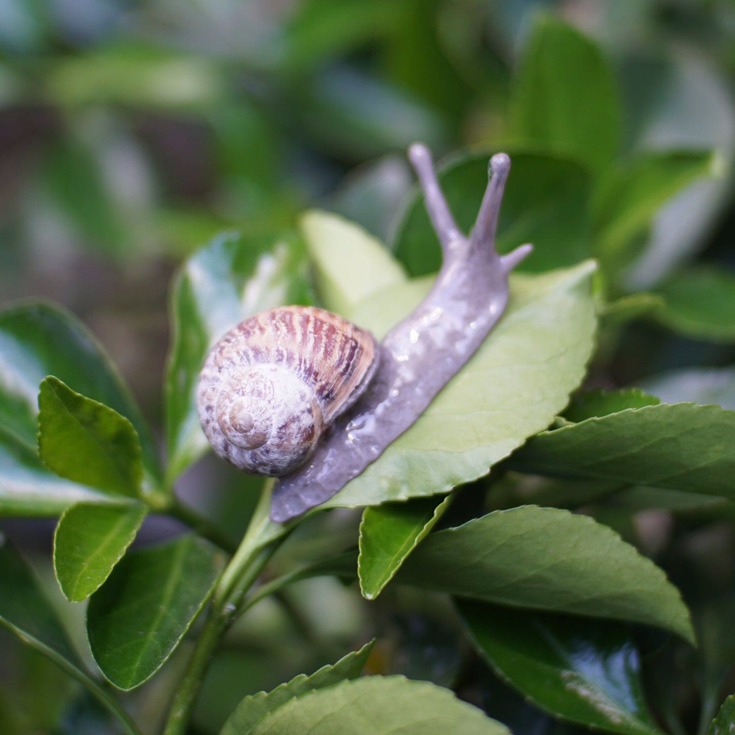 Snail Pin