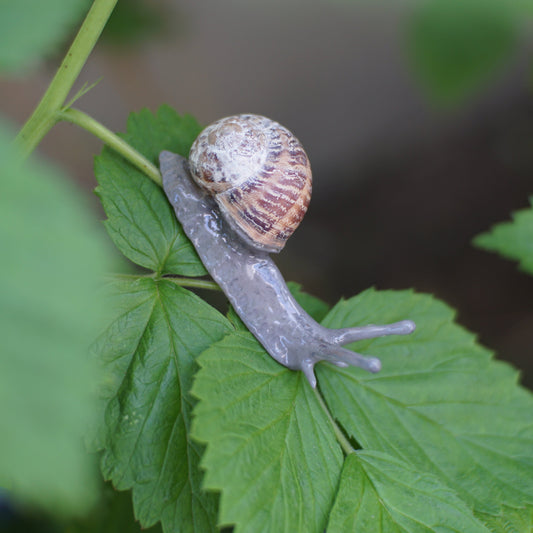 Snail Pin