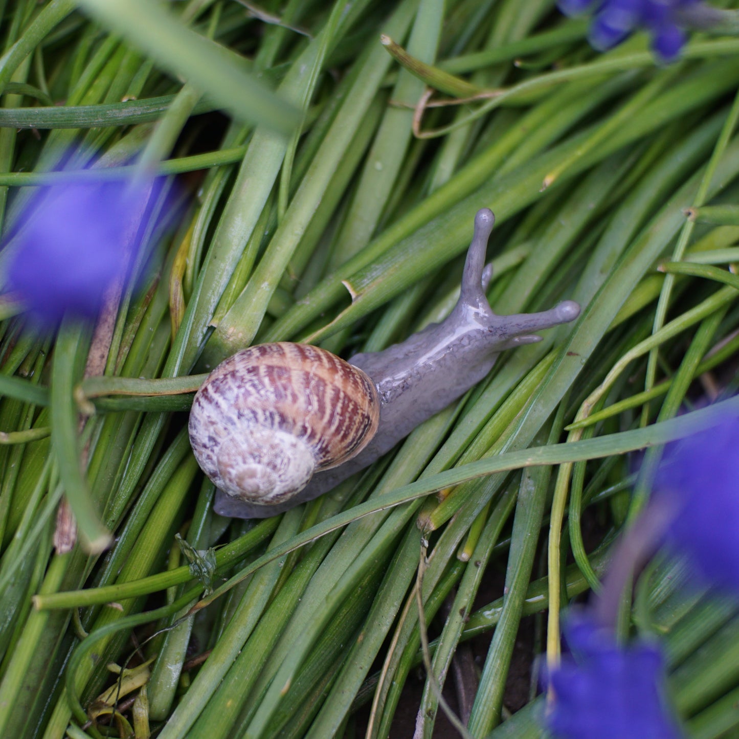 Snail Pin