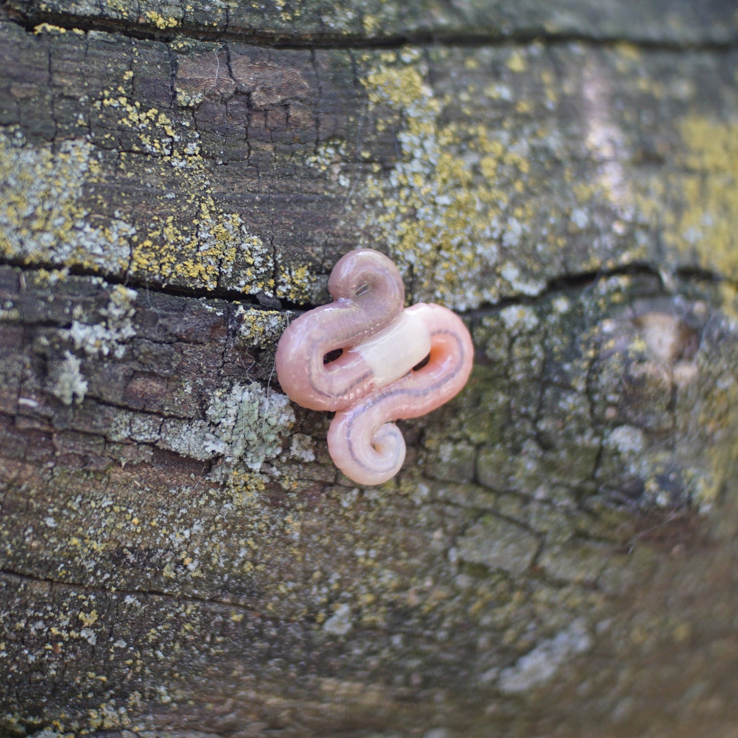 Worm Brooch (3 Styles)
