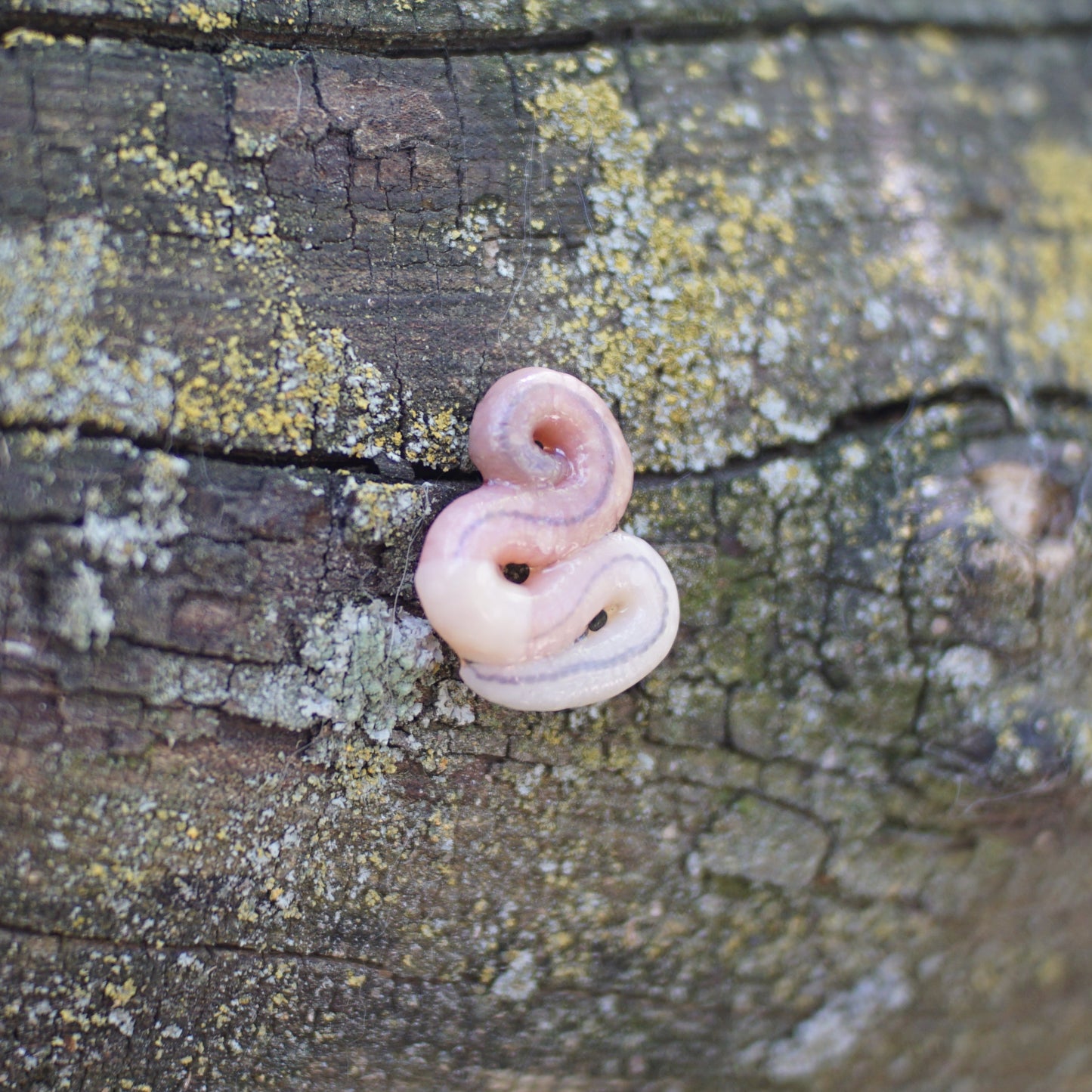 Worm Brooch (3 Styles)