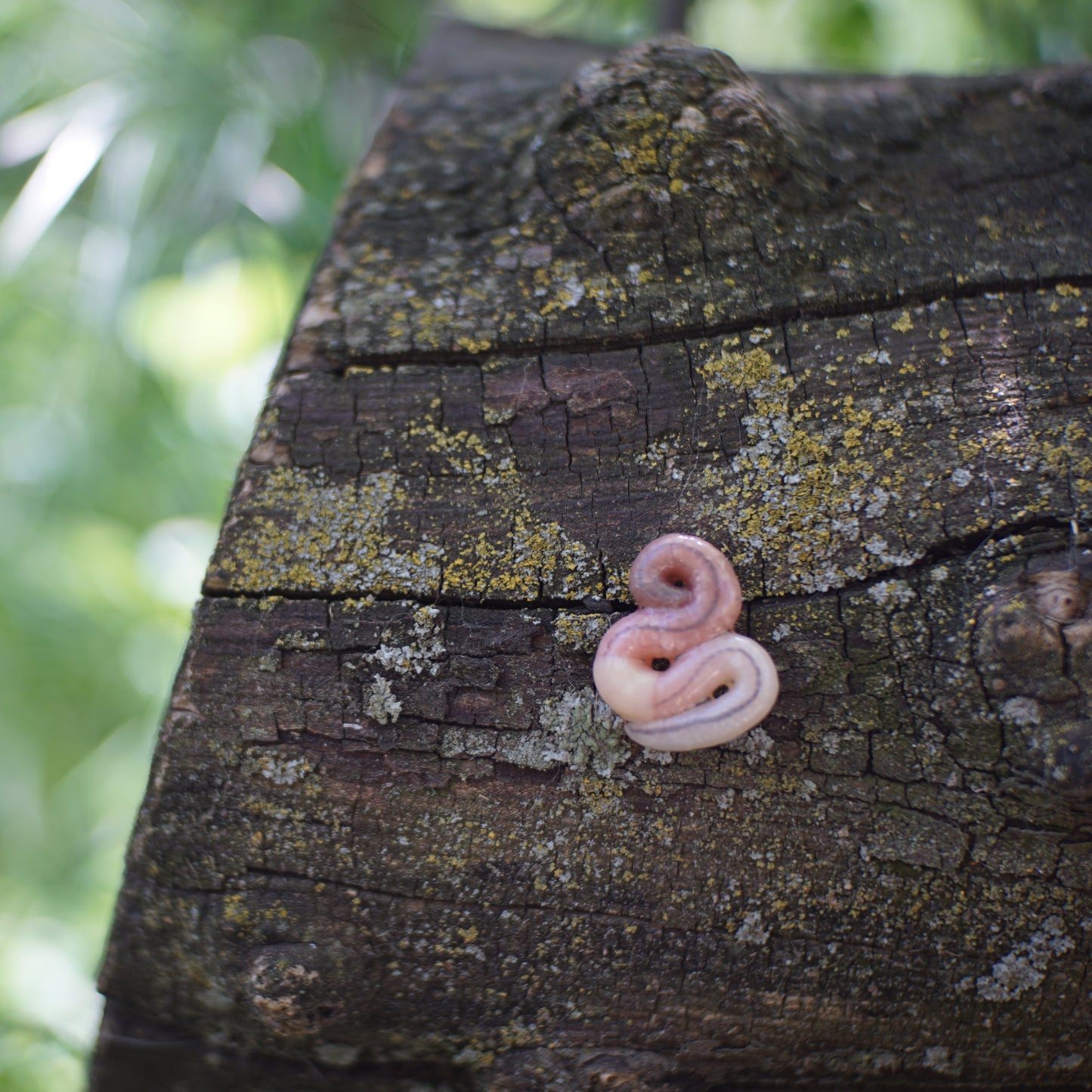 Worm Brooch (3 Styles)