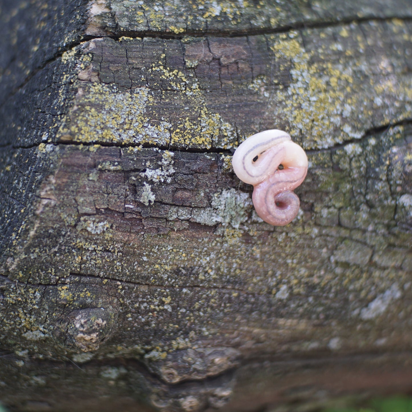 Worm Brooch (3 Styles)