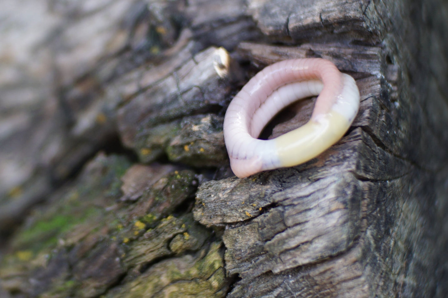 Ring Worm