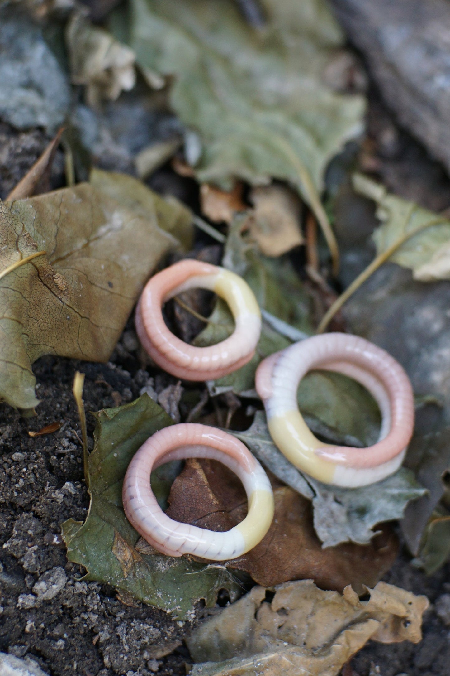 Ring Worm