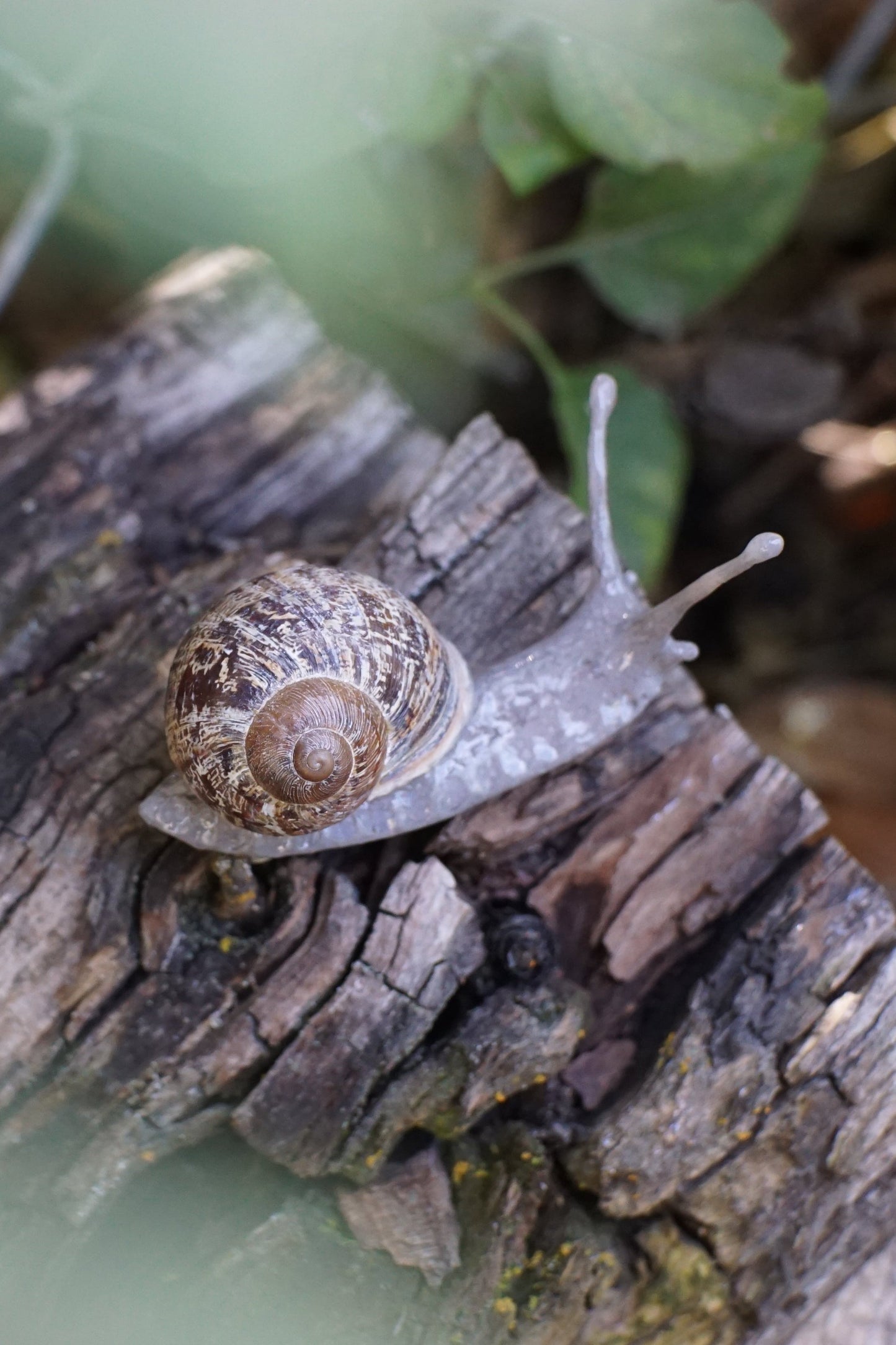 Snail Pin